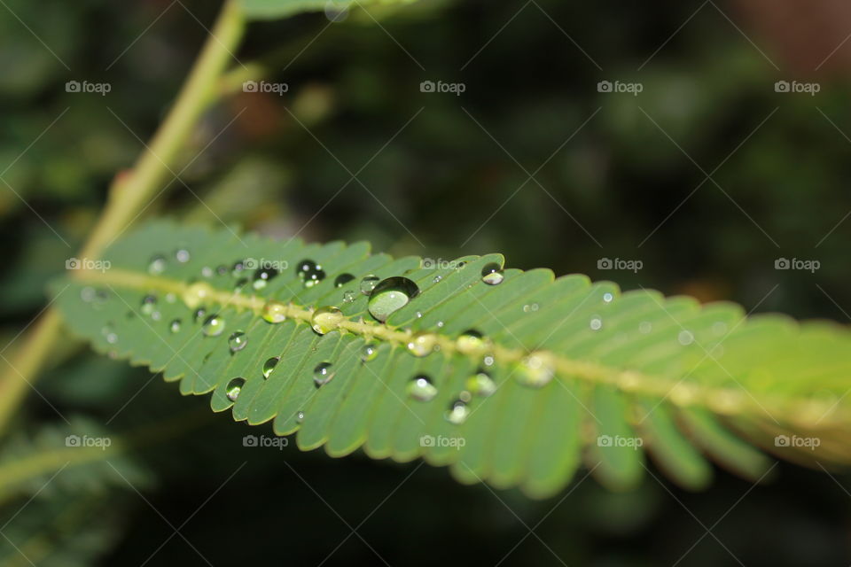 Leaf 
 Nature 


Waterdrop