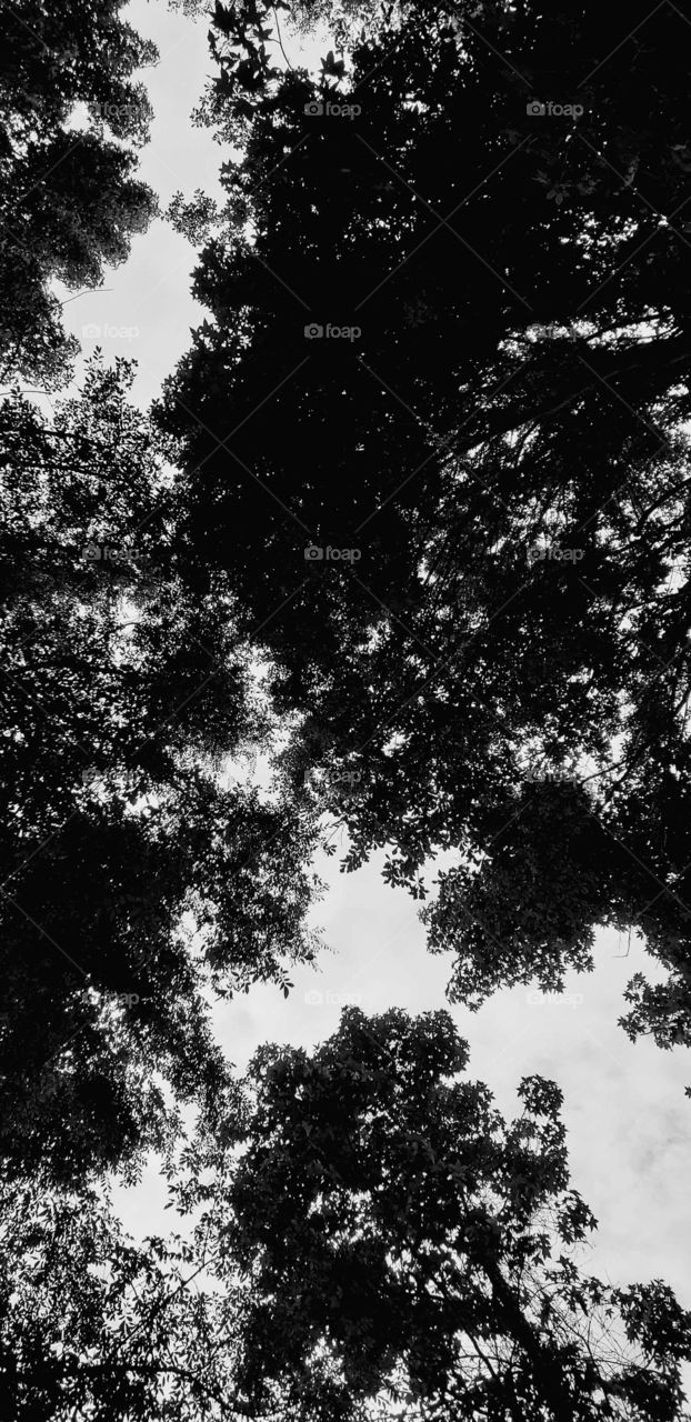 tree canopy