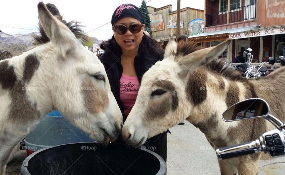 Donkey kisses