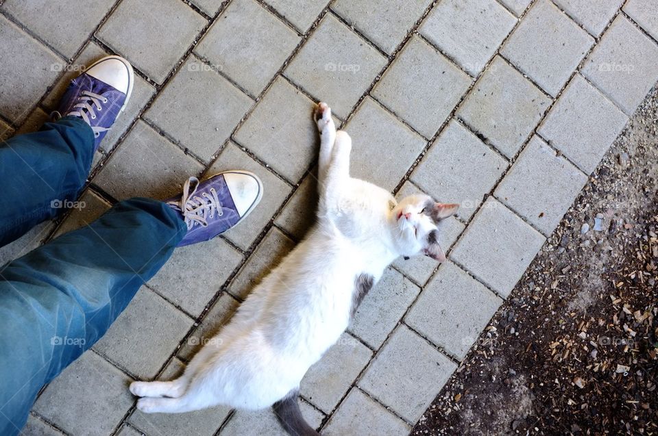 Cat sleeping on ground and person's leg