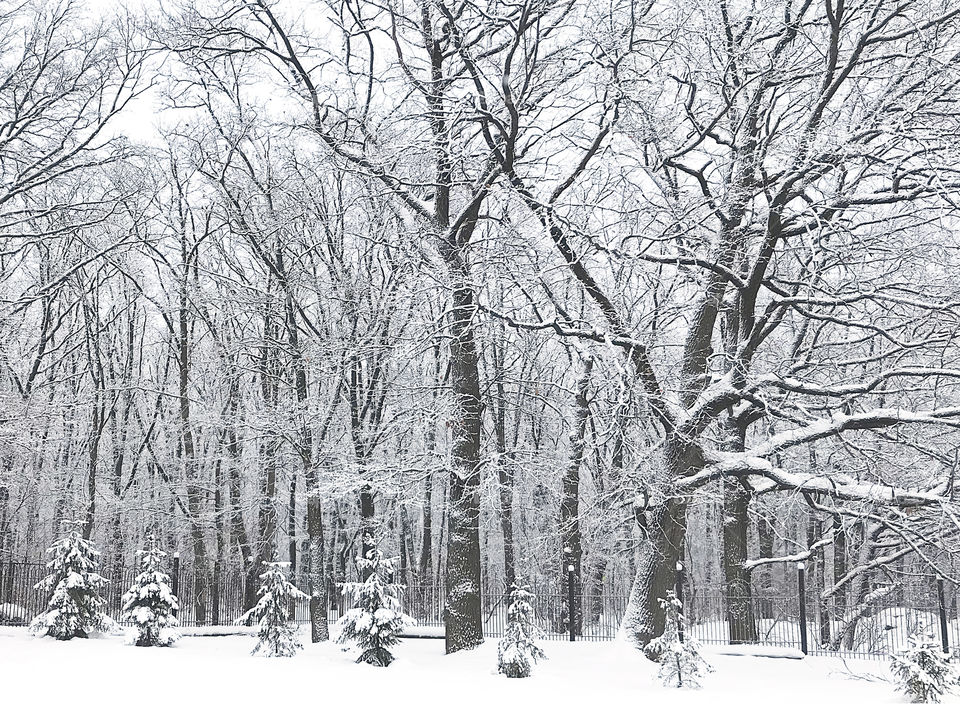 Snowing in winter forest 