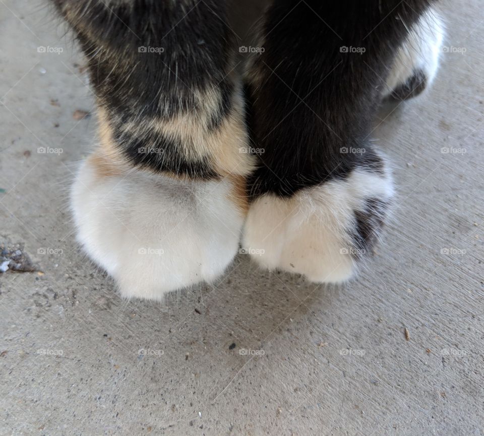 Tortoiseshell Cat Toes