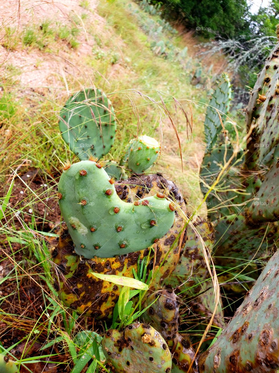 Heart Shaped Cactus