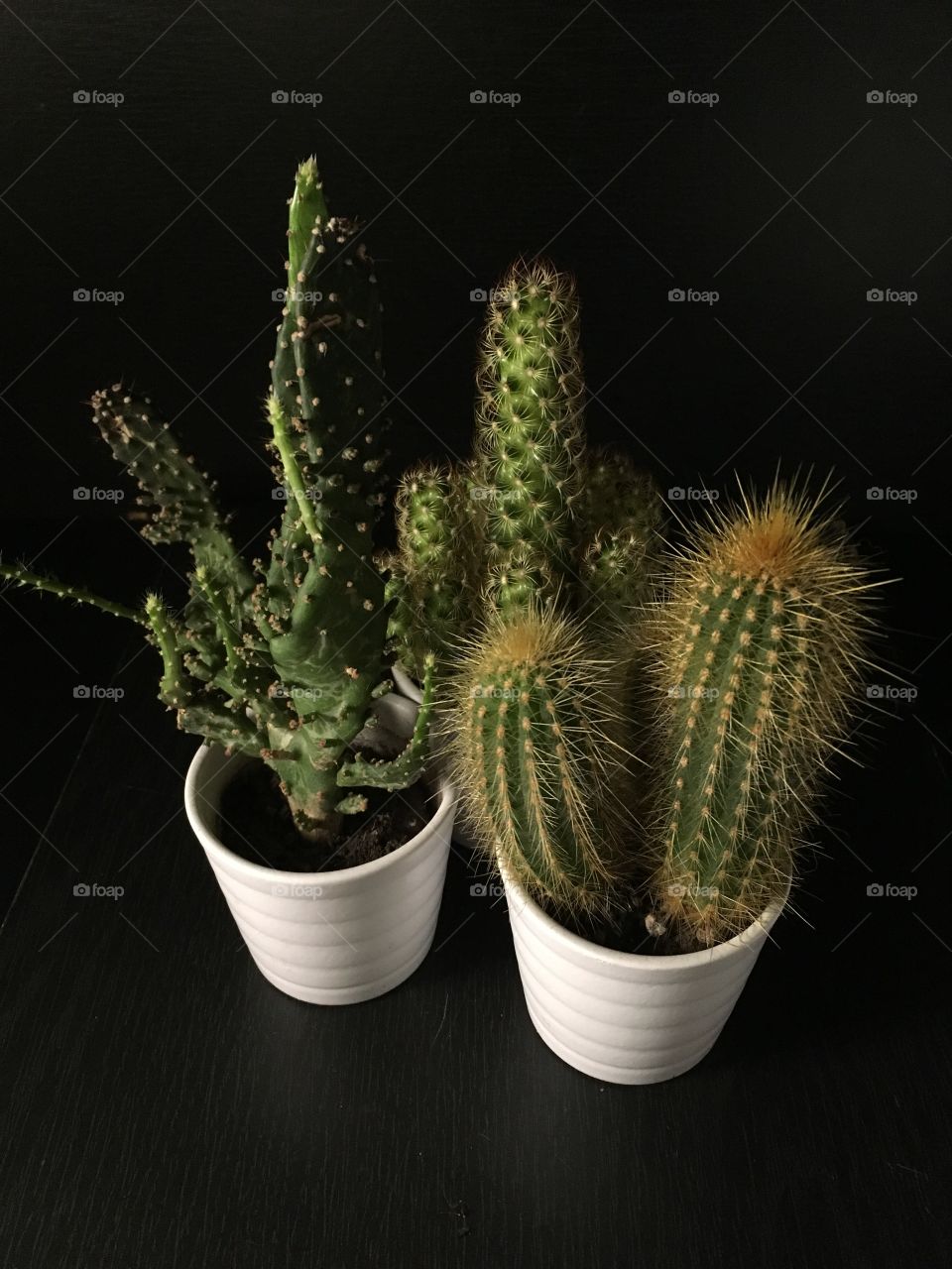 Closeup cactuses in pots