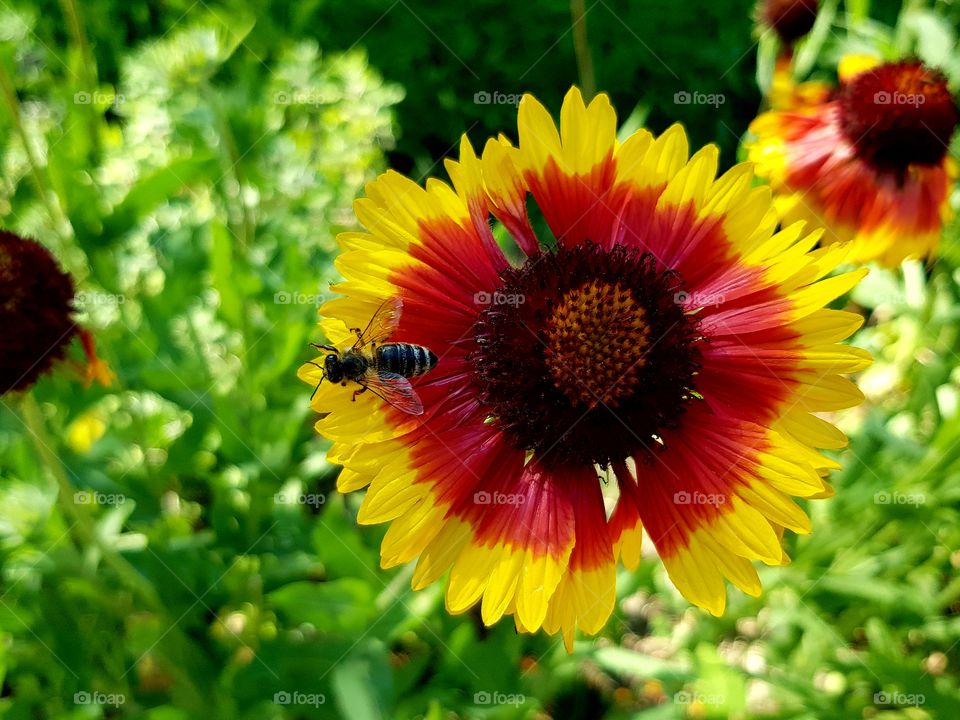 flowers and summer time, botanic garden 🌻🌻🌻