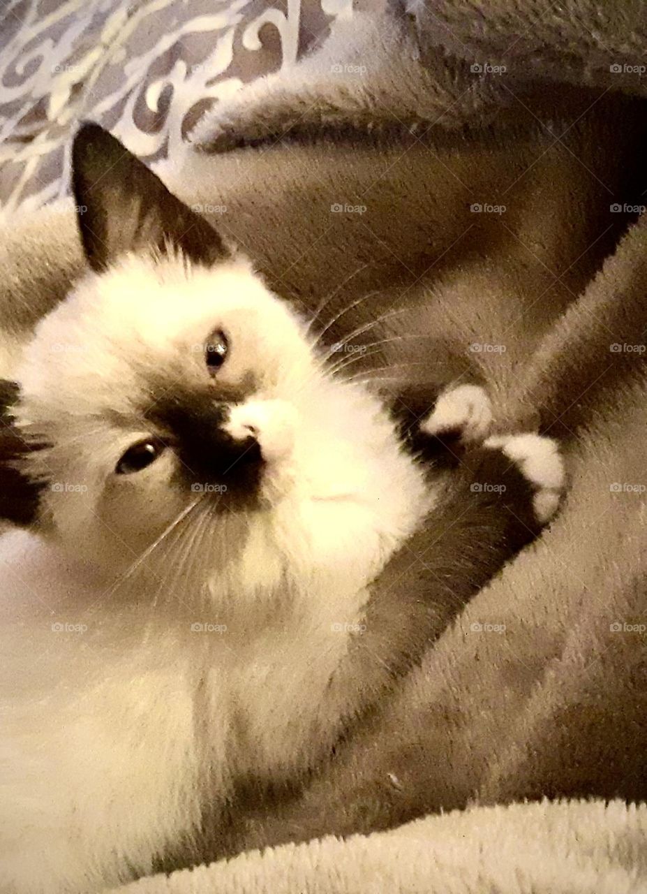 My can you resist my cute cuddly face. You know you want to pet me and hold me and kiss me. I am cute, innocent if no one is looking. Ha ha I am awnry I will scratch you and hurt you then lick you. To tell you I am sorry I just want to play