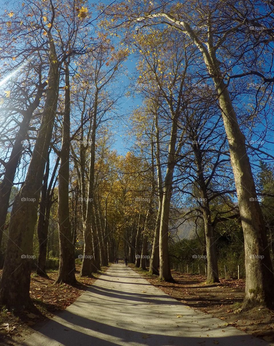 Alley in fall