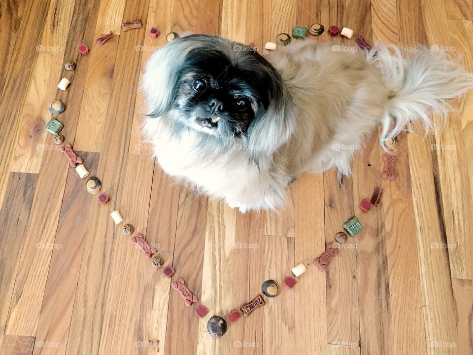 Pekingese Valentine