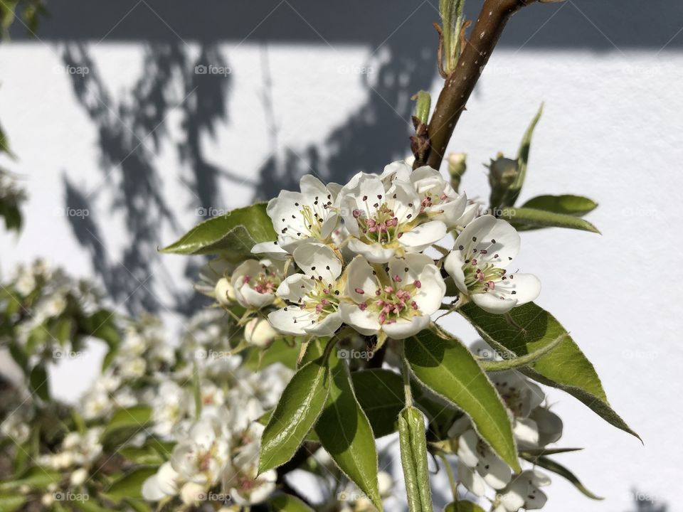 Pear blossoms in spring 