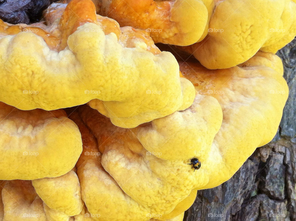 botany nature tree mushrooms by bj