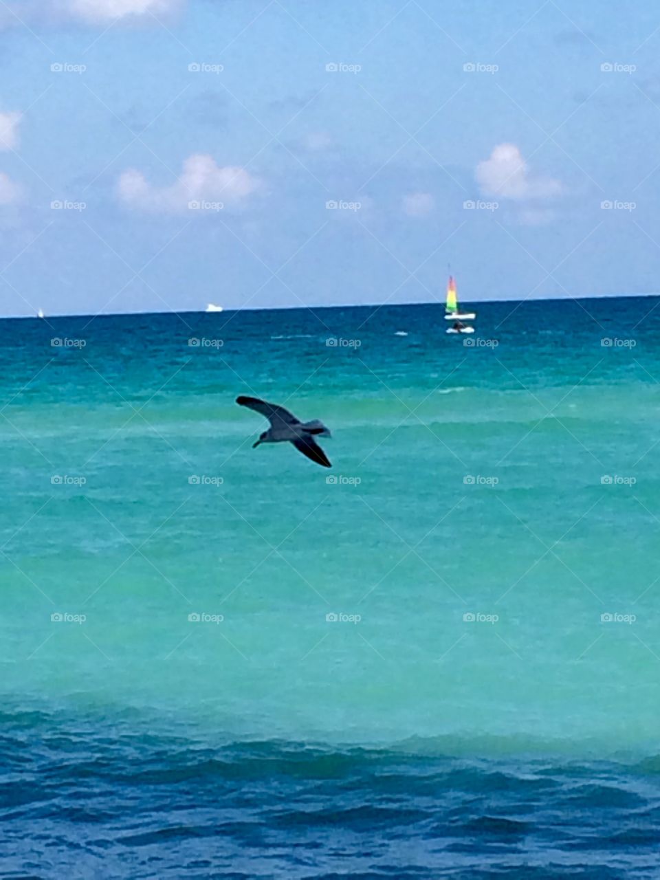 Florida Oceans. Had to take a photo of the ocean with the sail boat and bird! 