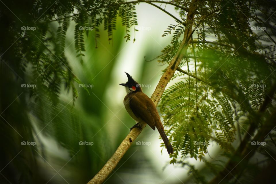Red Whiskered Bulbul watching it’s babies