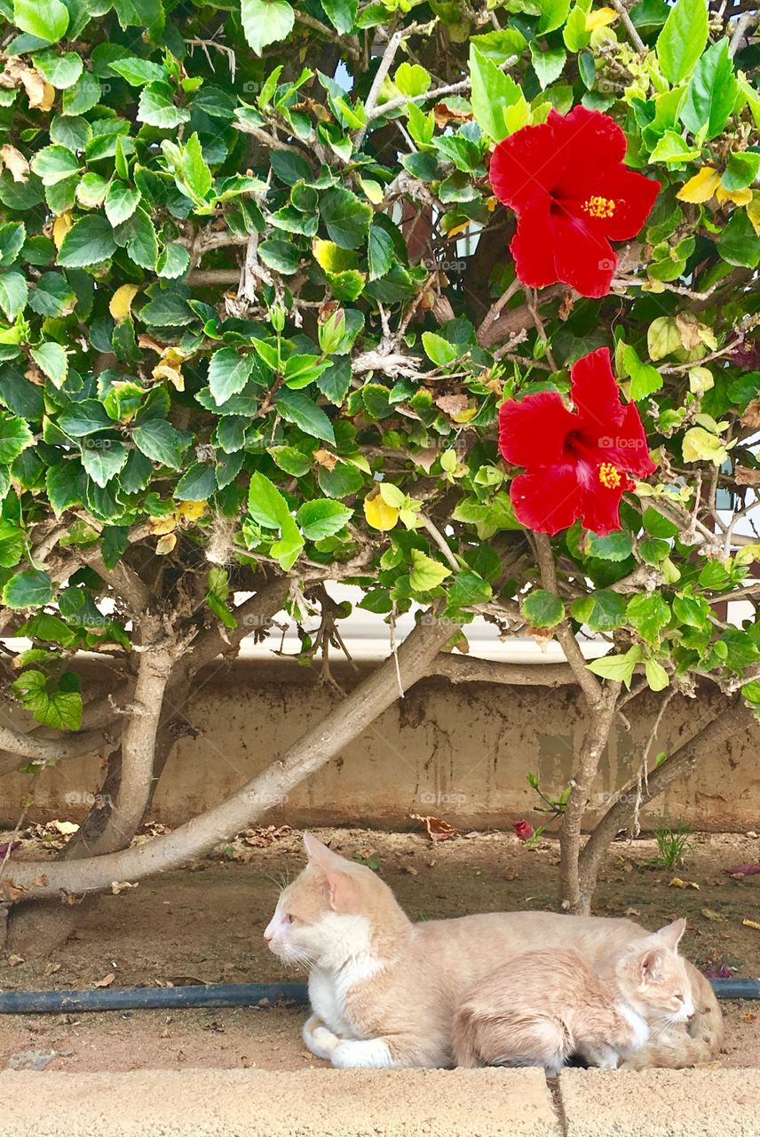 Cat with kitten