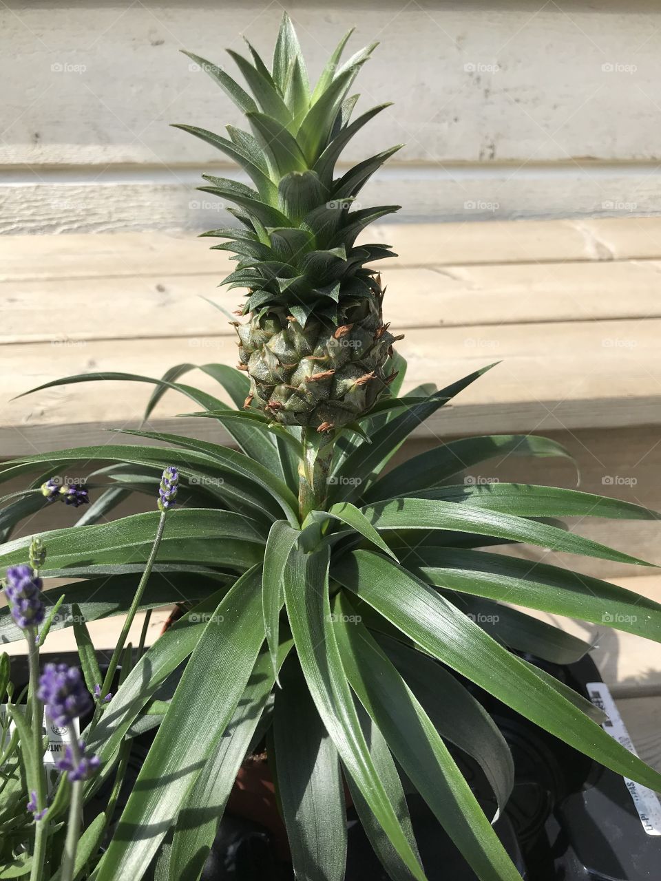 Pineapple