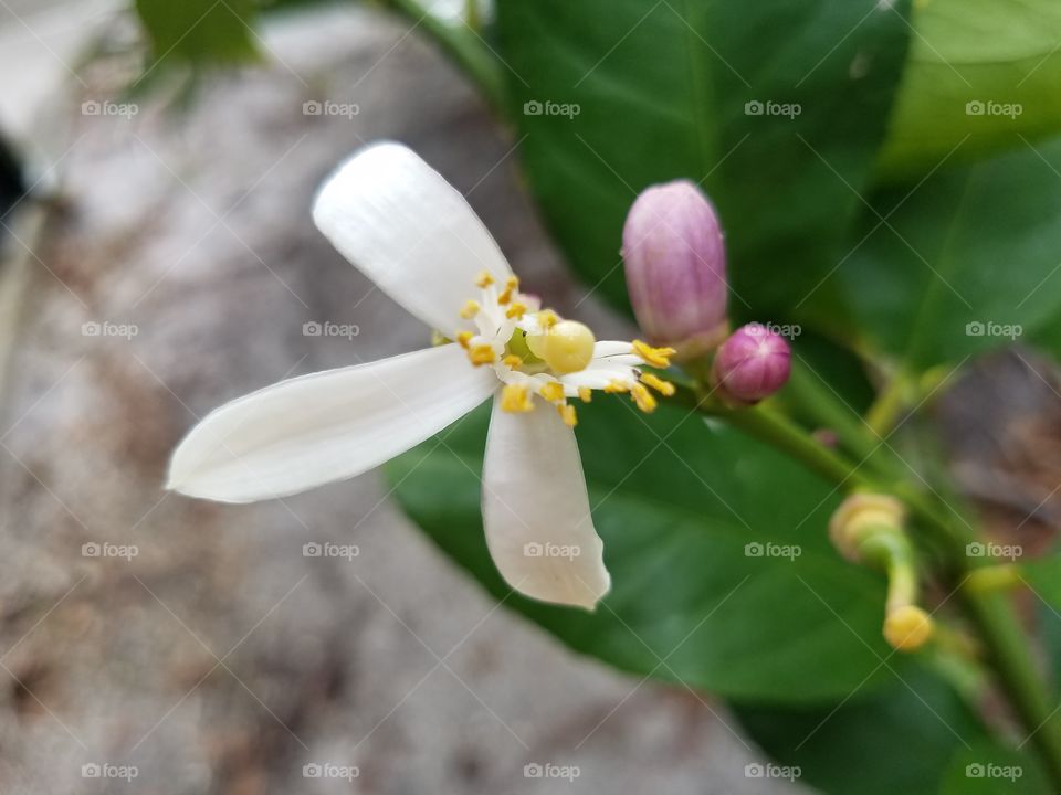 Blossom on the Lemon Tree