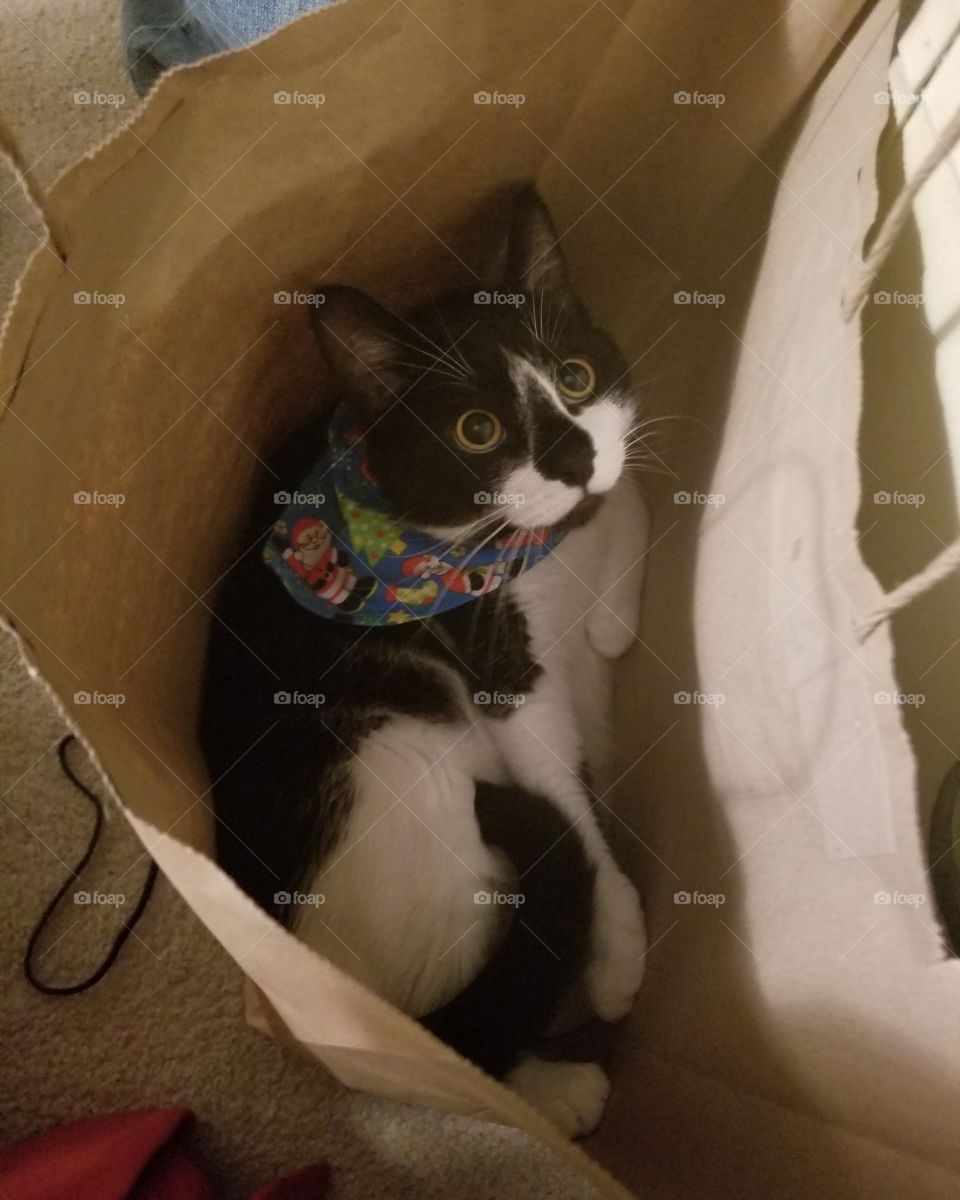 Kitty in a Bag