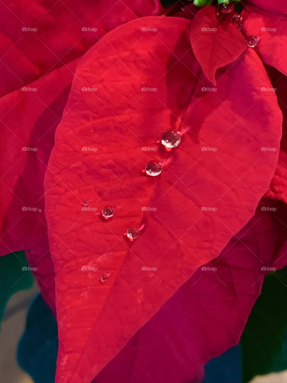 Poinsettia wet