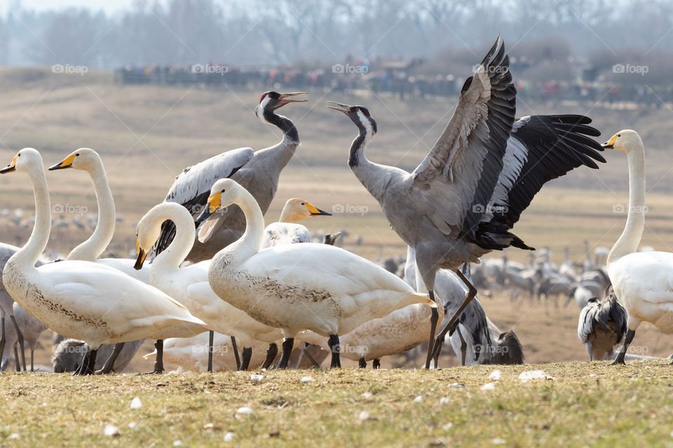 Cranes dancing surrounded by swans at lake Hornborga Sweden, dansande tranor omgivna av sångsvanar , trandansen Hornborgasjön Sverige