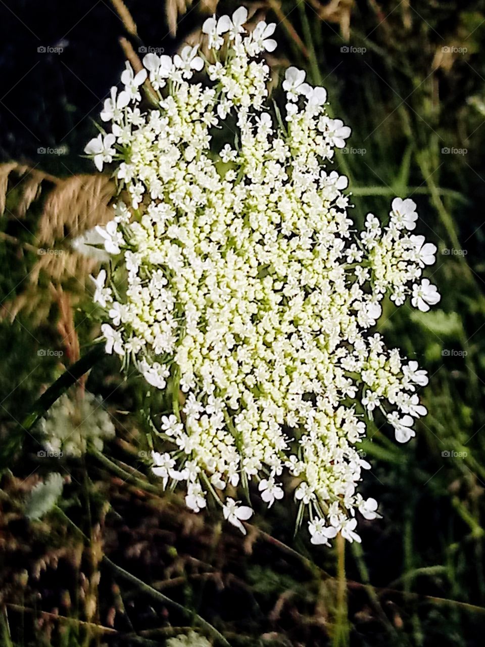 Lace Weeds