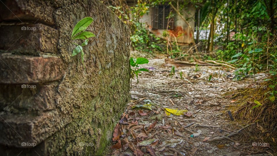 Tree, Wood, Nature, Leaf, No Person