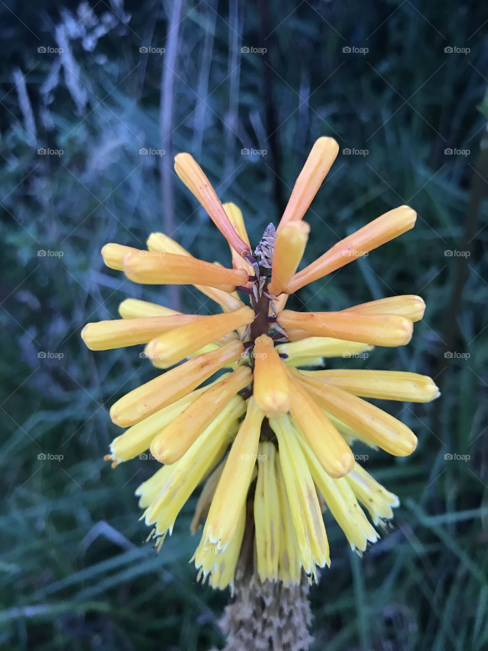 Orange
Yellow 
Flower