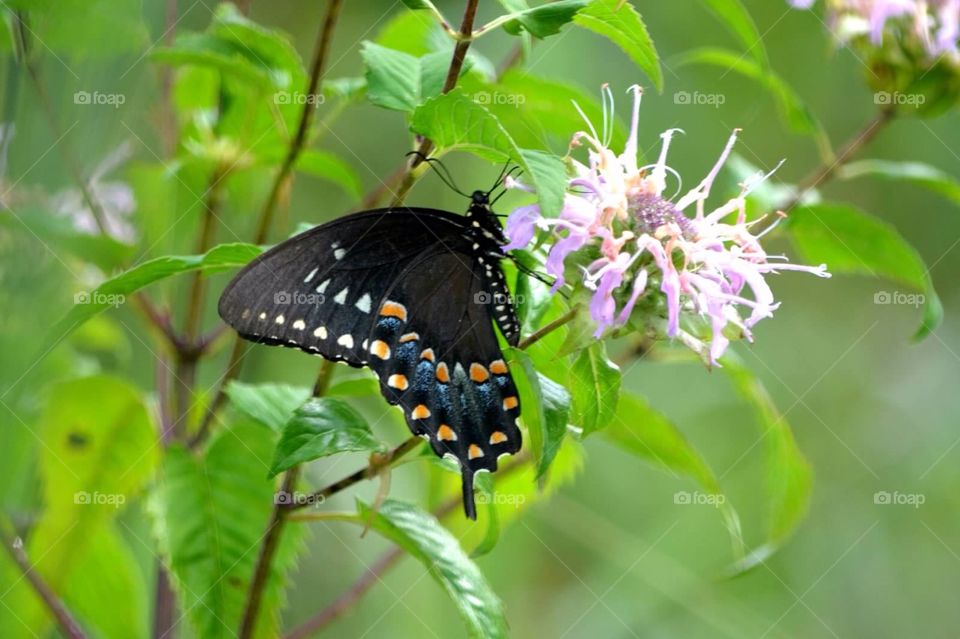 Swallowtail Butterfly. Swallowtail Butterfly on purple flower