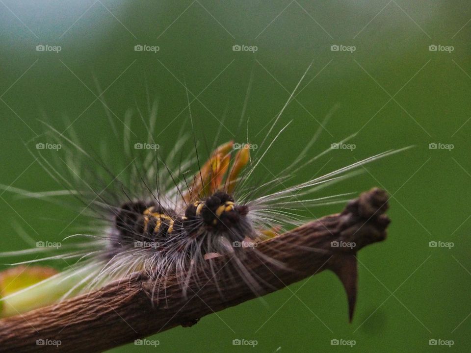 caterpillar