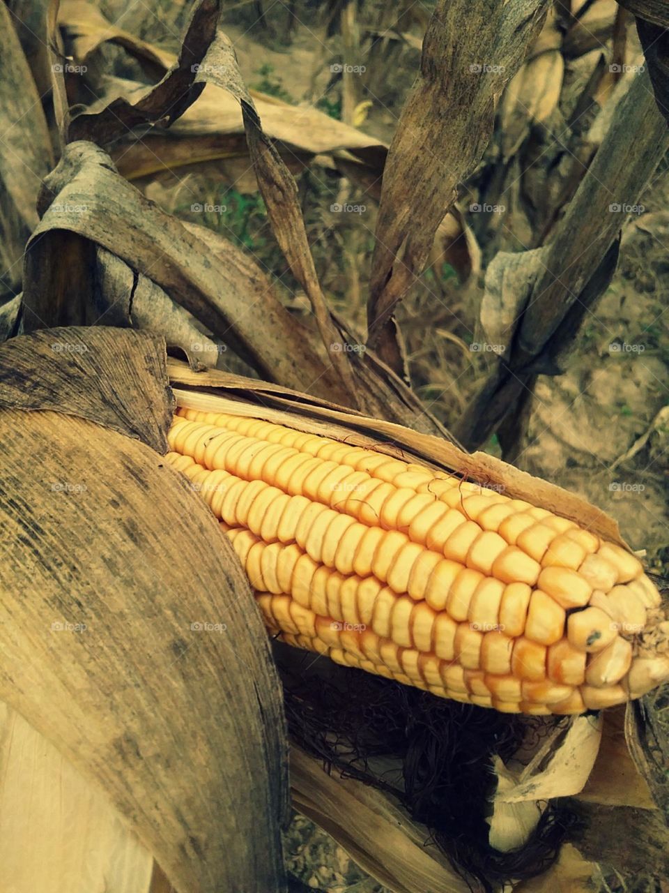 Sementes douradas vindas dos deuses.