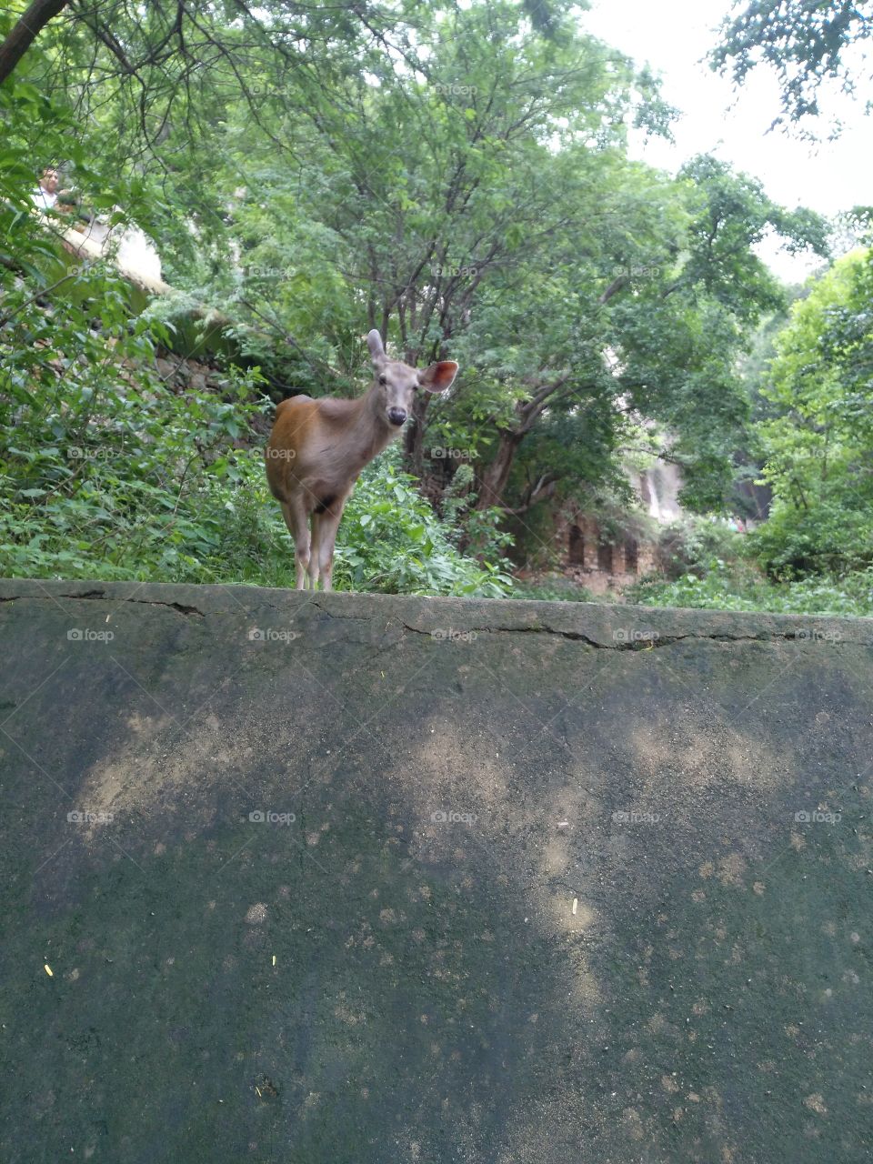 deer on a wall .