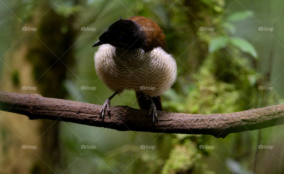 Birdwatching nella foresta pluviale