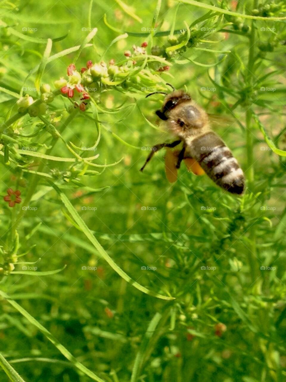 Bee
