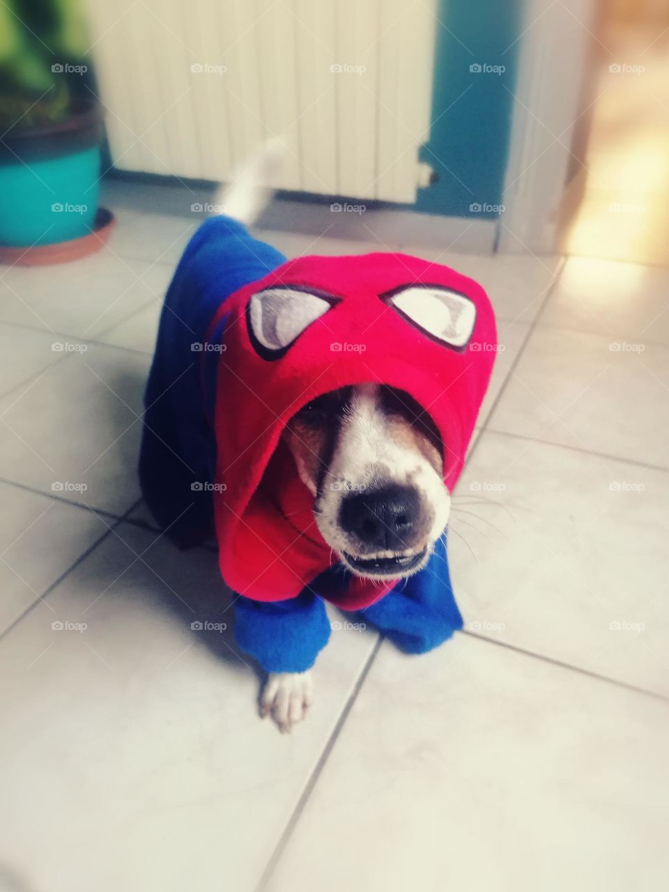 Spiderdog