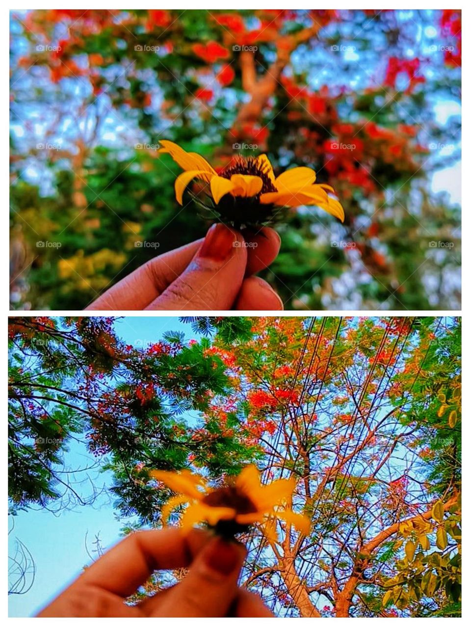 I see two lovely pictures of someone holding up some gorgeous flowers. They look so vibrant and fresh.