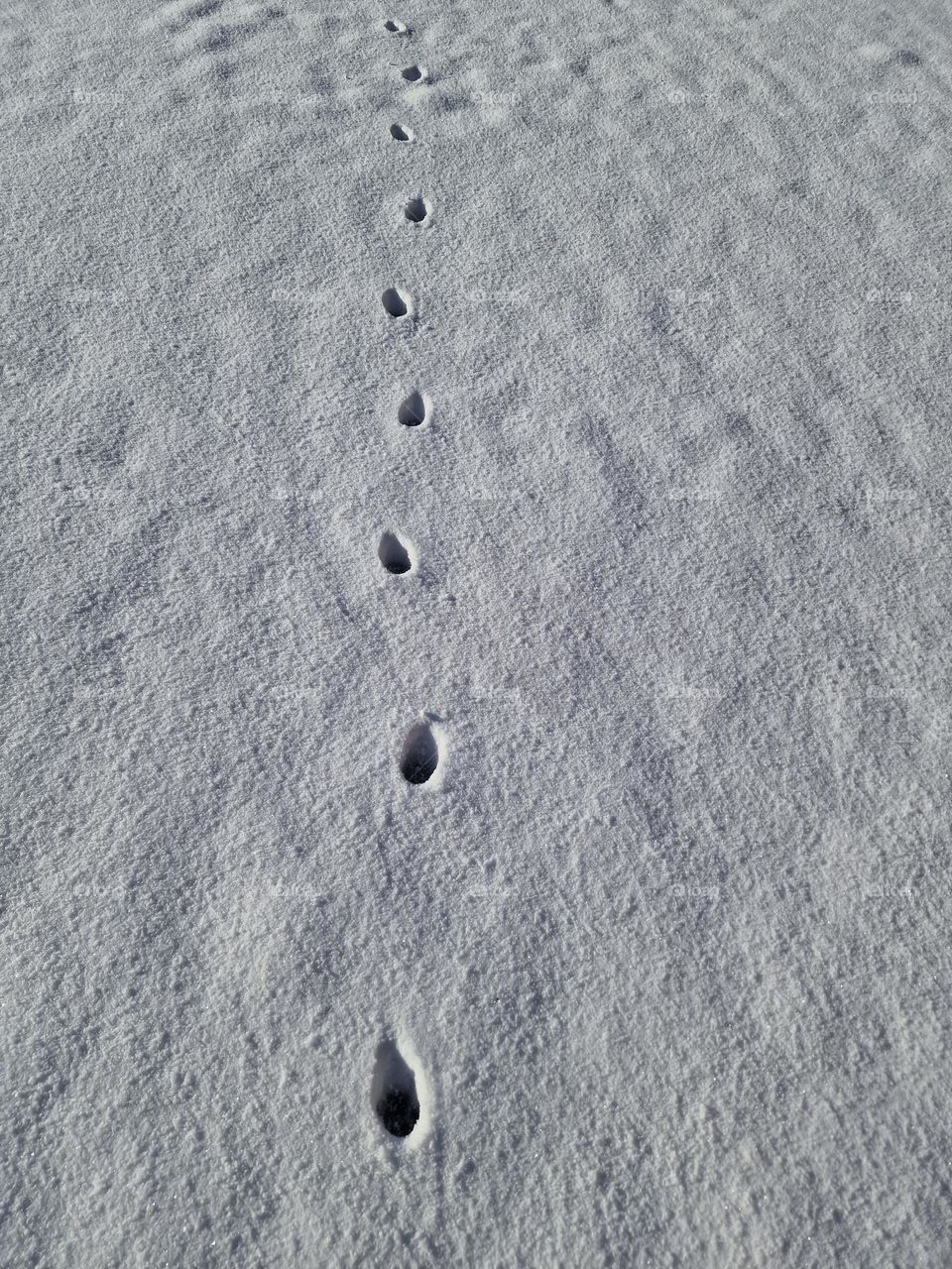 Footprints in the snow