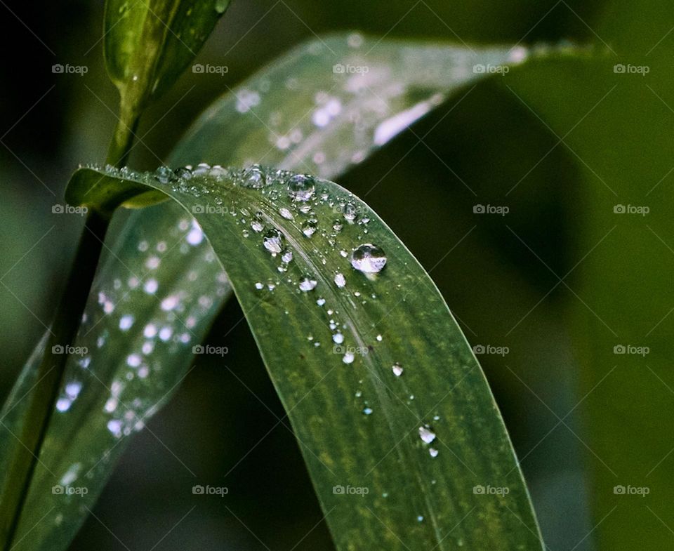 rain water drops - in leaf