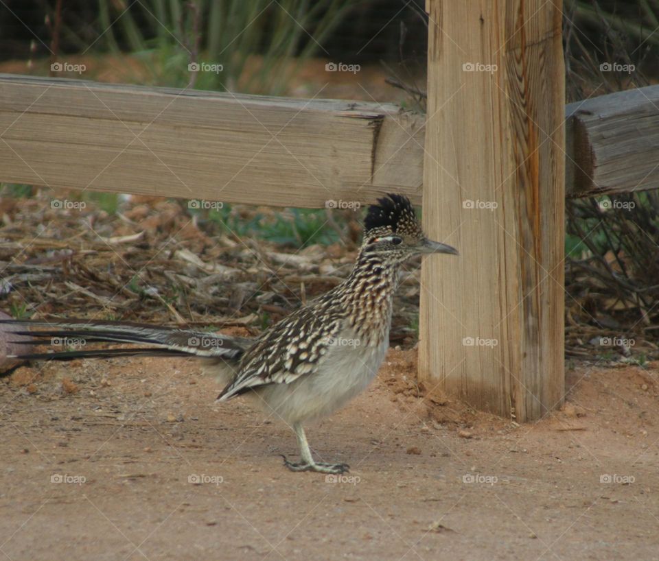 Roadrunner in Arizona