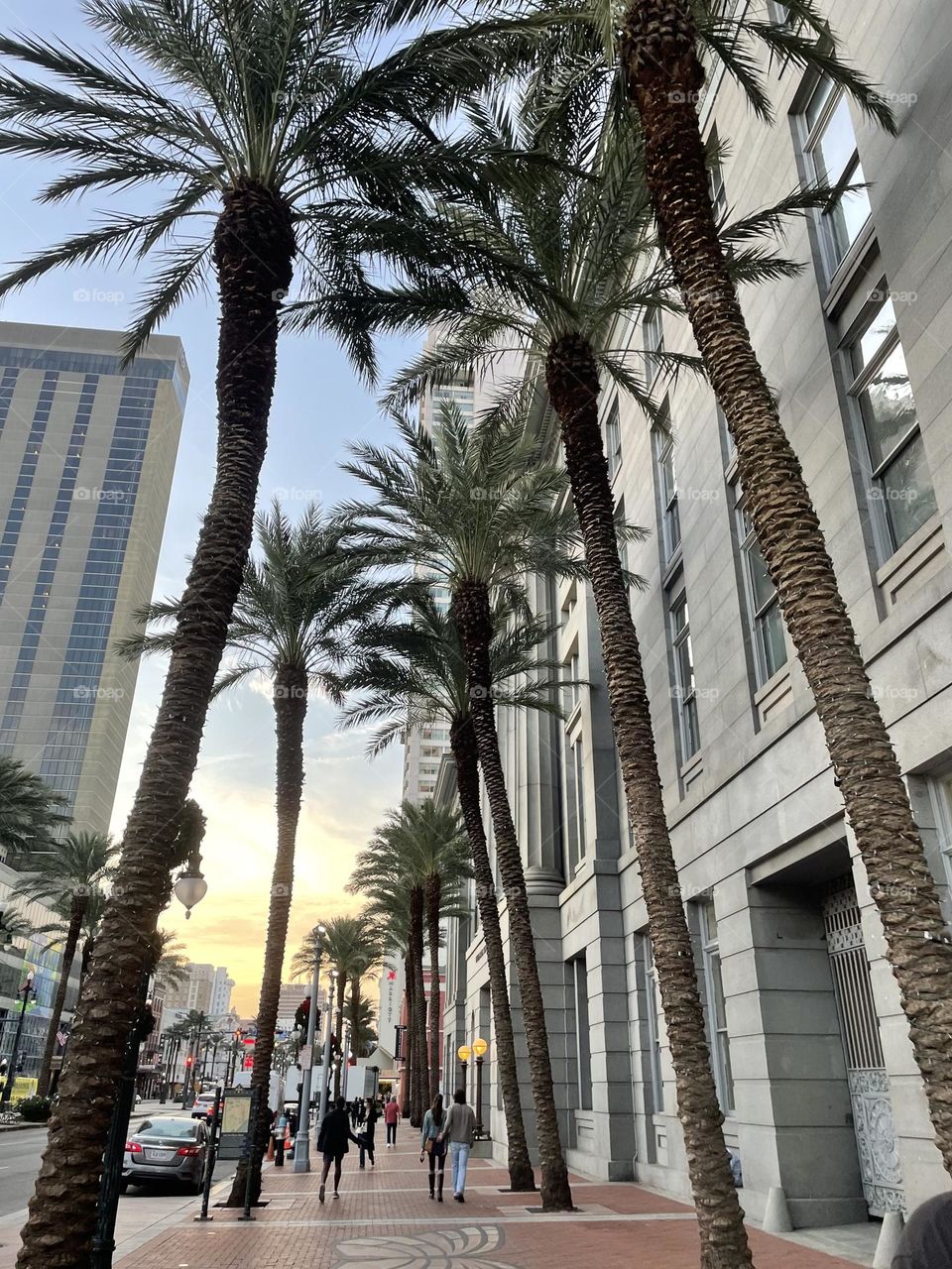 city palm trees in the big easy, new orleans