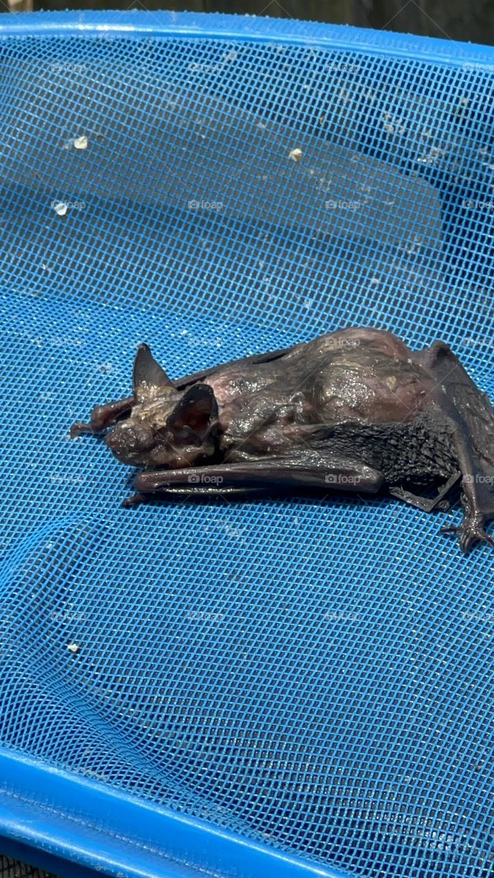 Bat