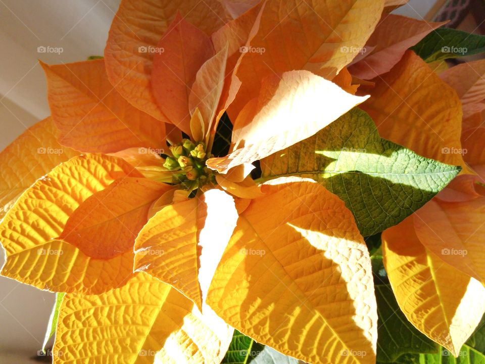 What the pots contain