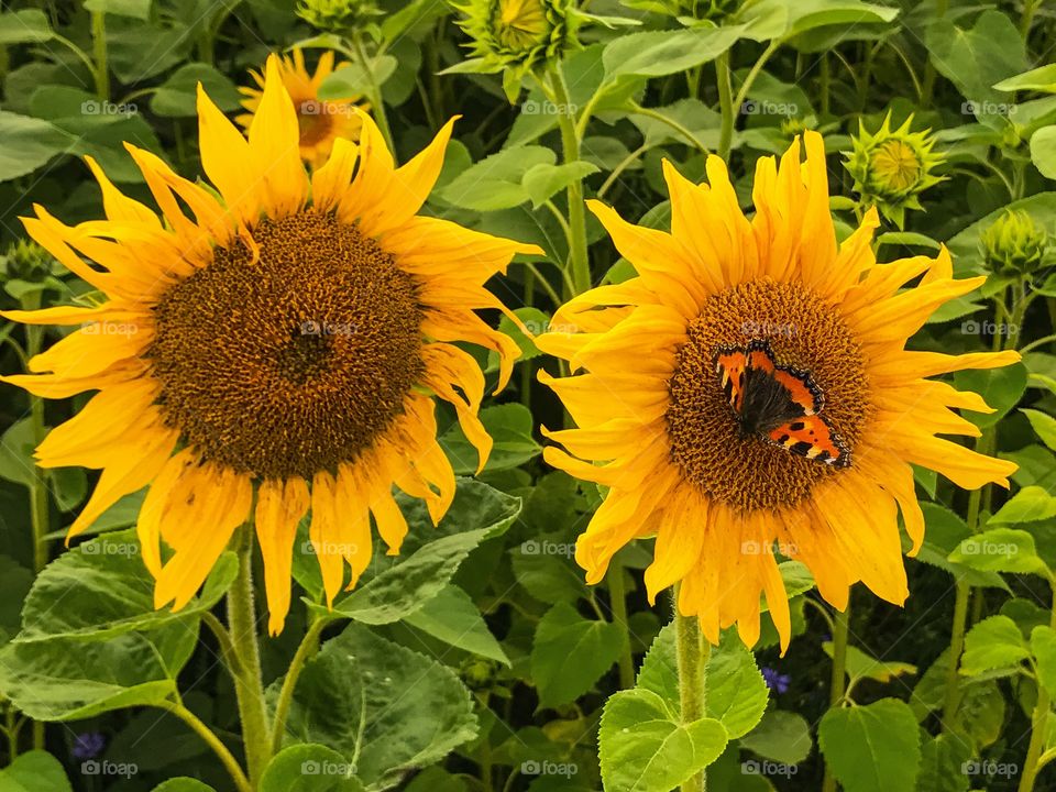 Sunflowers