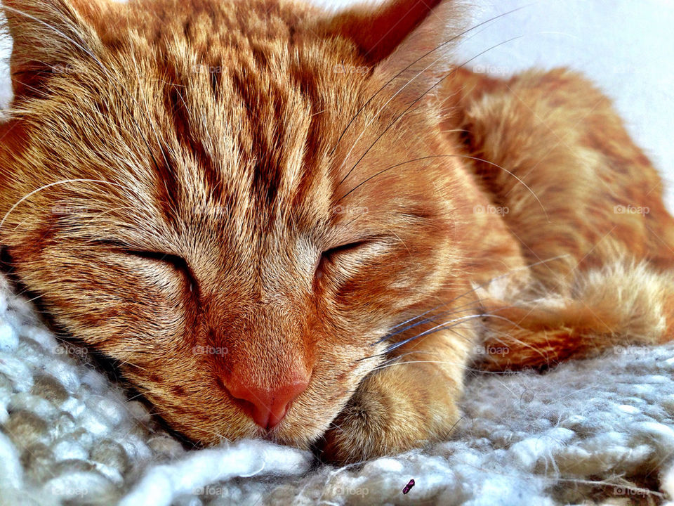 Close-up of cute cat sleeping