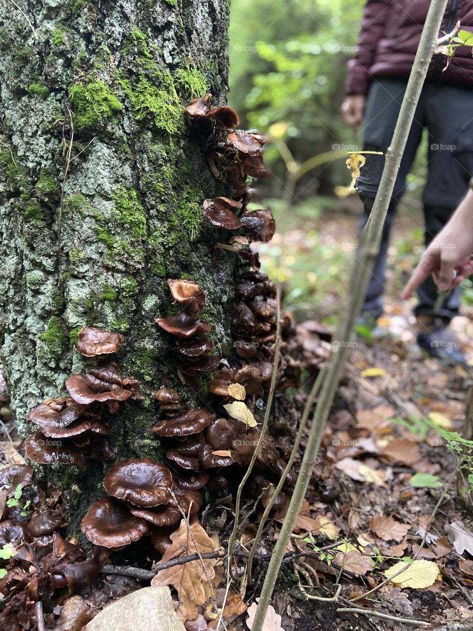 Explore the beauty of nature with this captivating photograph of wild mushrooms flourishing on a mossy tree trunk in an autumn forest. The earthy tones and textures make it ideal for wall art, stock photography, or digital media projects