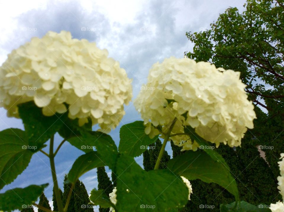 Beautiful white hydrangea 