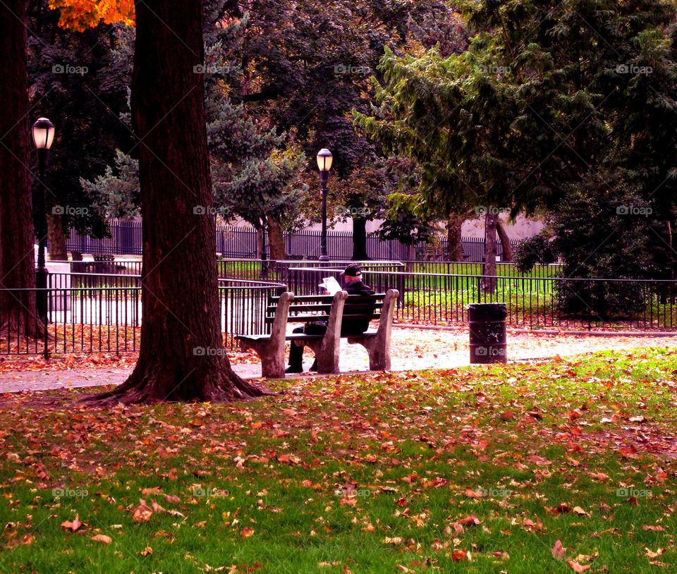 Tree, Fall, Park, Flower, Landscape