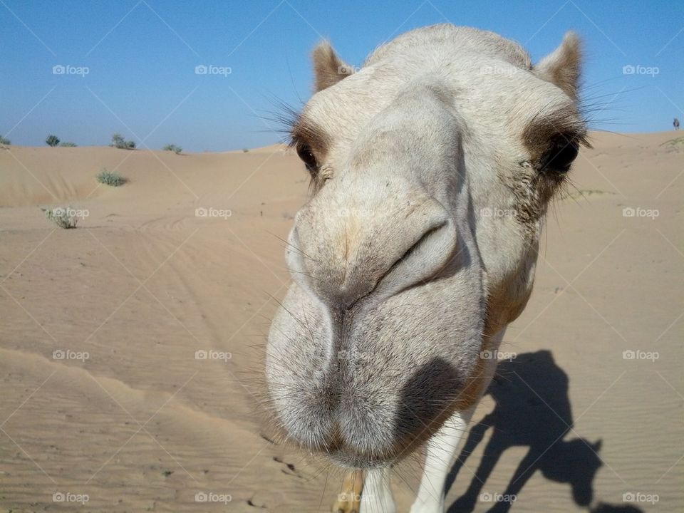 Dubai Camel