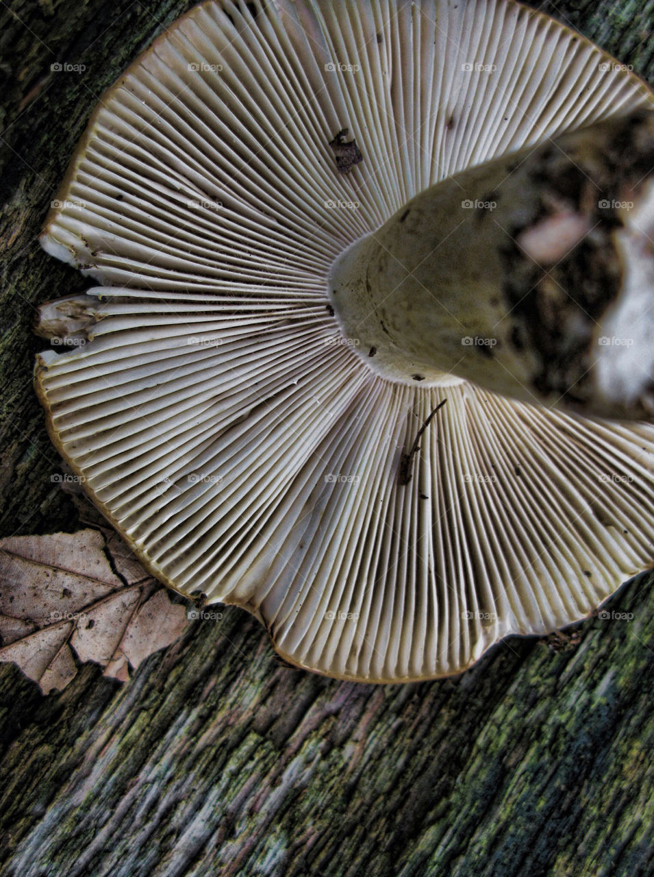 macro wood mushroom gills by chris7ben