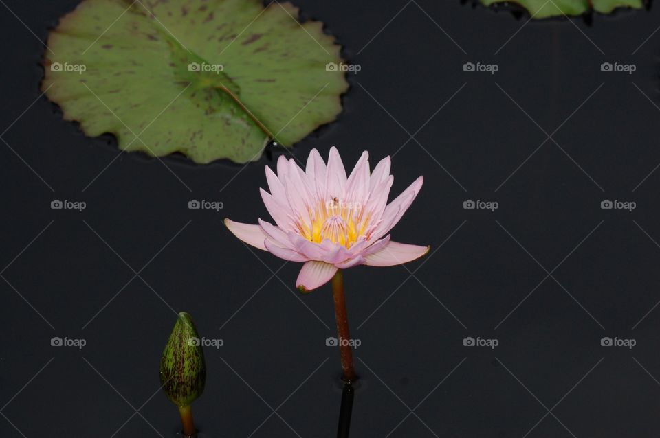 Water Lily. Pink Lily in reflection pool