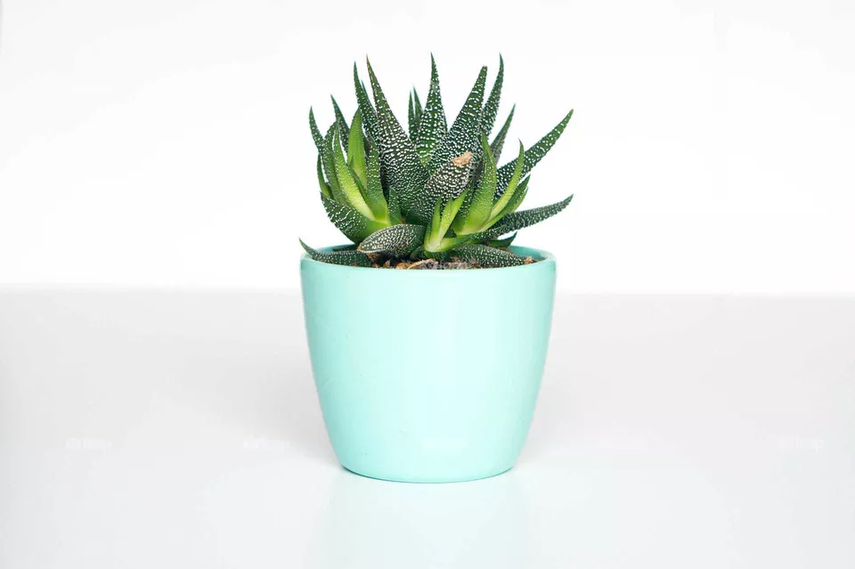 Plants