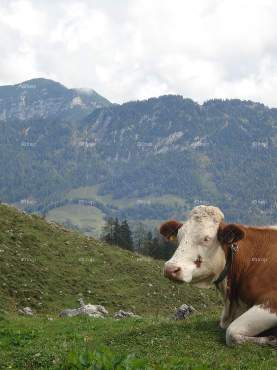 cow @Alm/Tirol
