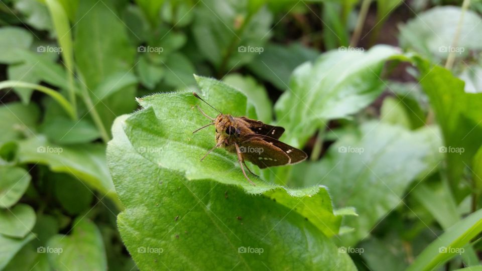 Skipper